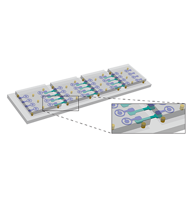 Entanglement across separate silicon dies in a modular superconducting qubit device